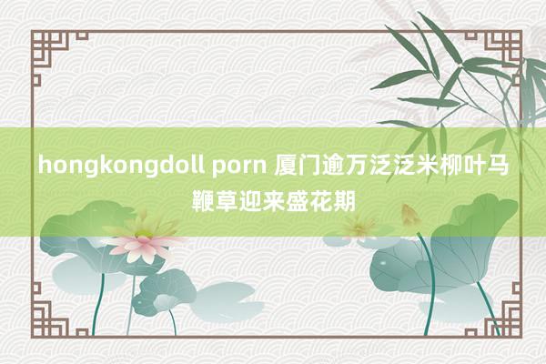 hongkongdoll porn 厦门逾万泛泛米柳叶马鞭草迎来盛花期