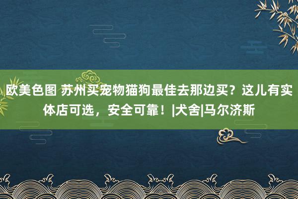 欧美色图 苏州买宠物猫狗最佳去那边买？这儿有实体店可选，安全可靠！|犬舍|马尔济斯